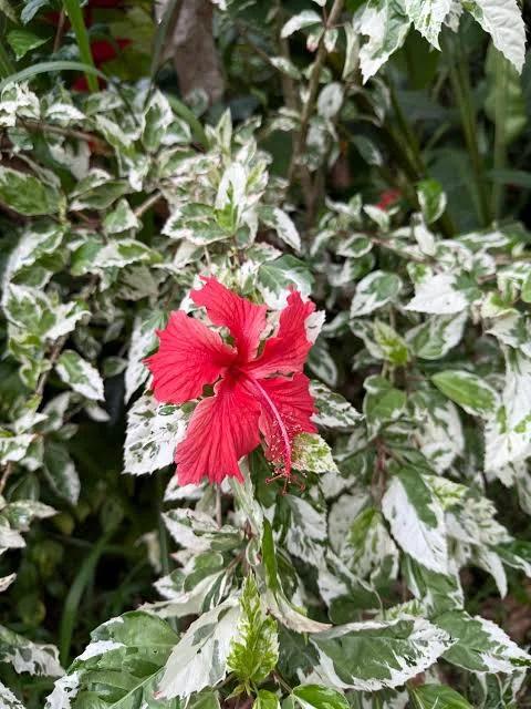 Hibiscus Snow Queen Live Plant - 6in Tall - Variegated Foliage - Image 1