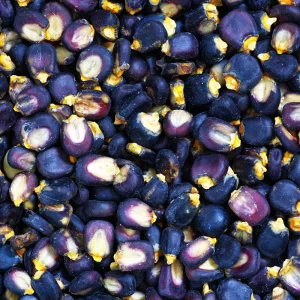 Hopi Blue Corn Seeds – Heirloom Native American Corn – 10 Seeds – High Yield - Image 11