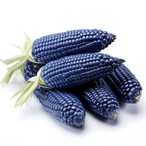 Hopi Blue Corn Seeds – Heirloom Native American Corn – 10 Seeds – High Yield - Image 4