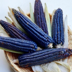 Hopi Blue Corn Seeds – Heirloom Native American Corn – 10 Seeds – High Yield - Image 5