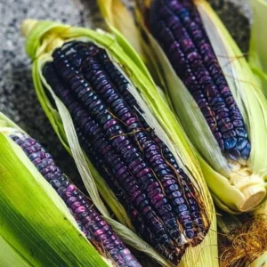 Hopi Blue Corn Seeds – Heirloom Native American Corn – 10 Seeds – High Yield - Image 6