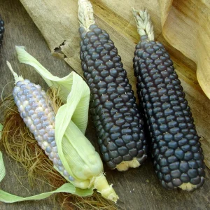 Hopi Blue Corn Seeds – Heirloom Native American Corn – 10 Seeds – High Yield - Image 8