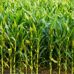 Hopi Blue Corn Seeds – Heirloom Native American Corn – 10 Seeds – High Yield - Image 9