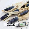 Hopi Blue Corn Seeds – Heirloom Native American Corn – 10 Seeds – High Yield - Image 1