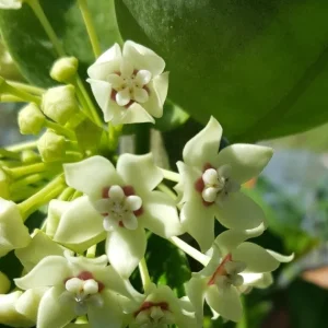 Hoya Australis Vine Wax Flower Live Plant – Vanilla Hoya – 5-7
