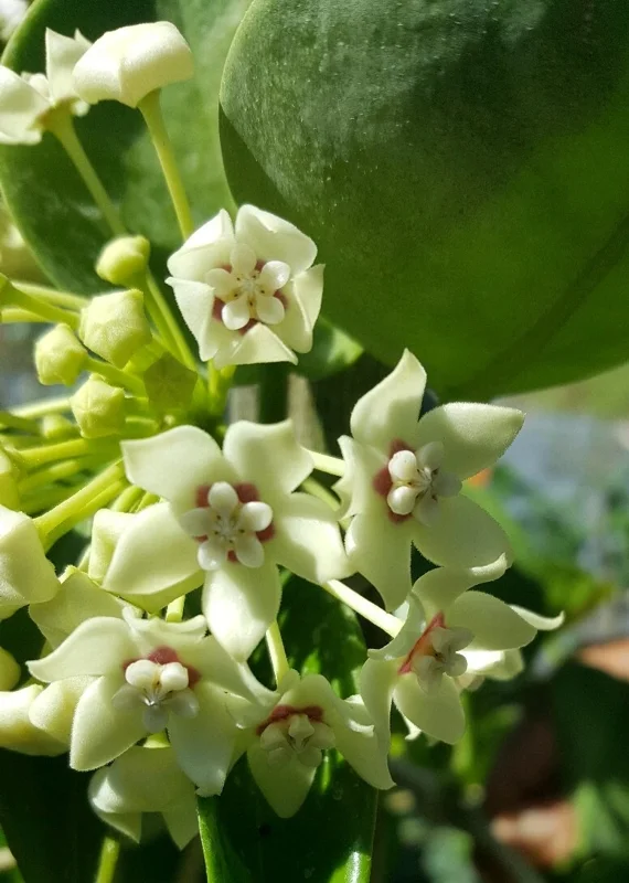 Hoya Australis Vine Wax Flower Live Plant – Vanilla Hoya – 5-7" Tall in 4" Pot – Indoor/Outdoor - Image 2