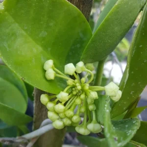 Hoya Australis Vine Wax Flower Live Plant – Vanilla Hoya – 5-7