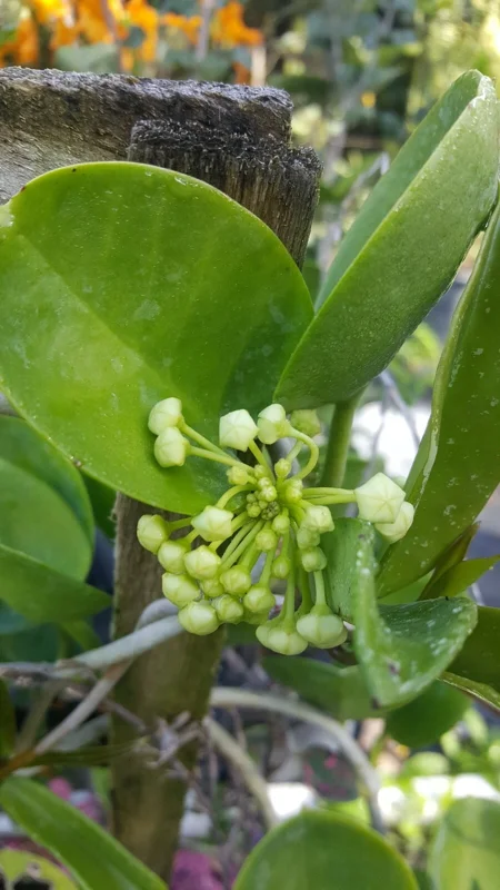 Hoya Australis Vine Wax Flower Live Plant – Vanilla Hoya – 5-7" Tall in 4" Pot – Indoor/Outdoor - Image 3