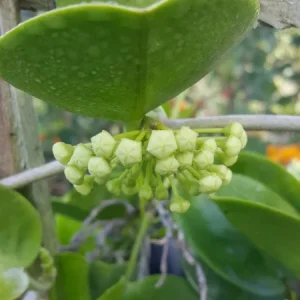 Hoya Australis Vine Wax Flower Live Plant – Vanilla Hoya – 5-7