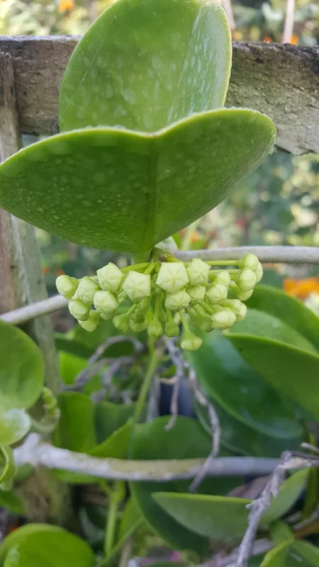 Hoya Australis Vine Wax Flower Live Plant – Vanilla Hoya – 5-7" Tall in 4" Pot – Indoor/Outdoor - Image 4
