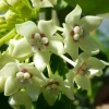 Hoya Australis Vine Wax Flower Live Plant – Vanilla Hoya – 5-7" Tall in 4" Pot – Indoor/Outdoor - Image 1