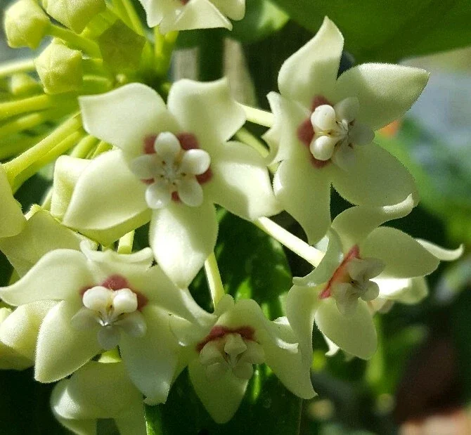 Hoya Australis Vine Wax Flower Live Plant – Vanilla Hoya – 5-7" Tall in 4" Pot – Indoor/Outdoor - Image 1