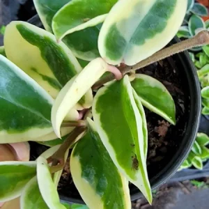 Hoya Carnosa Krimson Queen Live Plant - Variegated Hoya, 7 inch tall in 4 inch pot, Indoor/Outdoor - Image 2