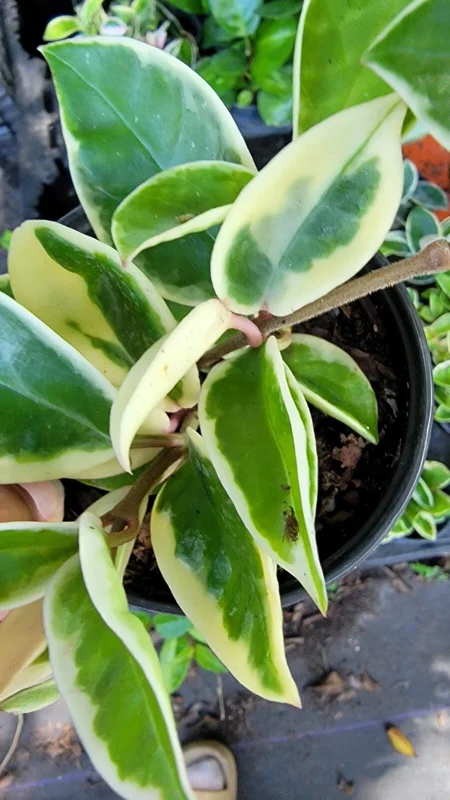 Hoya Carnosa Krimson Queen Live Plant - Variegated Hoya, 7 inch tall in 4 inch pot, Indoor/Outdoor - Image 2