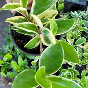 Hoya Carnosa Krimson Queen Live Plant - Variegated Hoya, 7 inch tall in 4 inch pot, Indoor/Outdoor - Image 3