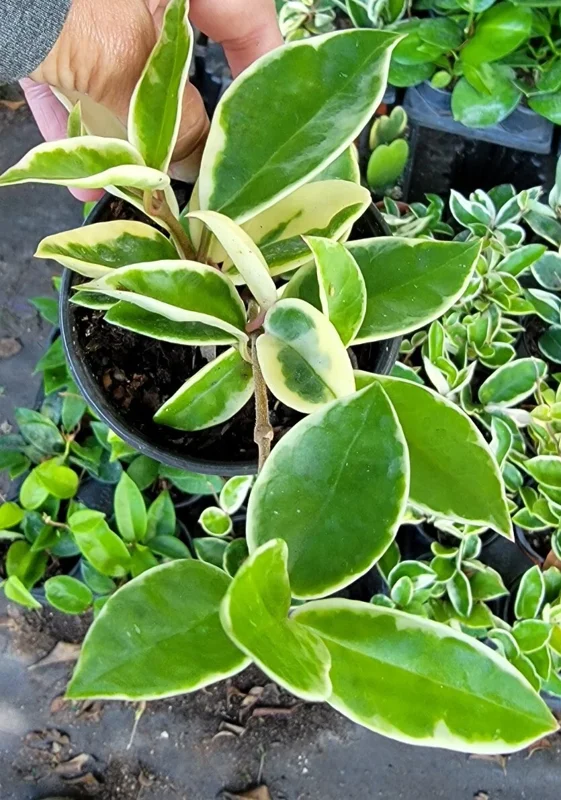 Hoya Carnosa Krimson Queen Live Plant - Variegated Hoya, 7 inch tall in 4 inch pot, Indoor/Outdoor - Image 3