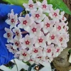 Hoya Carnosa Krimson Queen Live Plant - Variegated Hoya, 7 inch tall in 4 inch pot, Indoor/Outdoor - Image 1