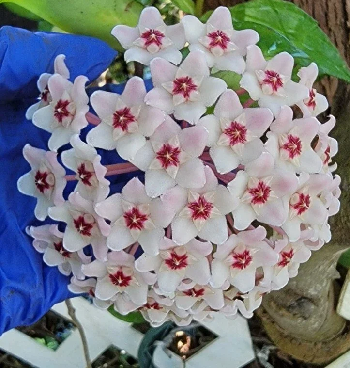 Hoya Carnosa Krimson Queen Live Plant - Variegated Hoya, 7 inch tall in 4 inch pot, Indoor/Outdoor - Image 1