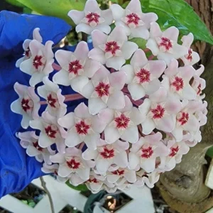 Hoya Carnosa Krimson Queen Live Plant - Variegated Houseplant, 5" Tall in 4" Pot - Image 1