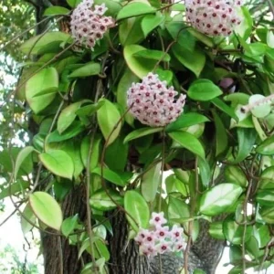 Hoya Carnosa Live Plant – Wax Plant, Porcelain Flower – 5 inch Plant in 4 inch Pot – Indoor/Outdoor - Image 2