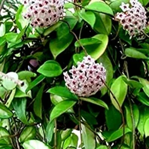 Hoya Carnosa Live Plant – Wax Plant, Porcelain Flower – 5 inch Plant in 4 inch Pot – Indoor/Outdoor - Image 1