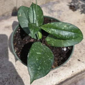 Hoya Crassipetiolata Splash Live Plant – Well Rooted, 7