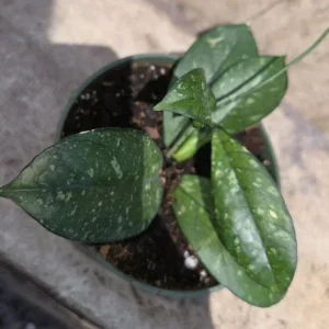 Hoya Crassipetiolata Splash Live Plant – Well Rooted, 7