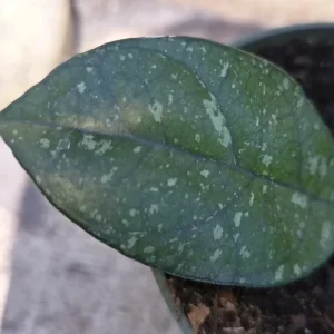 Hoya Crassipetiolata Splash Live Plant – Well Rooted, 7