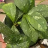 Hoya Crassipetiolata Splash Live Plant – Well Rooted, 7" Tall in 4" Pot – Indoor/Outdoor Wax Plant - Image 1