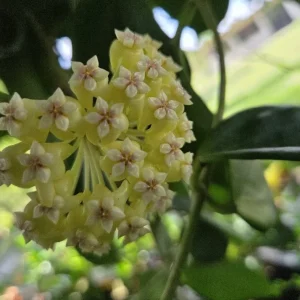 Hoya Incrassata Live Plant – Yellow Flower Wax Plant – 7-10