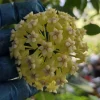 Hoya Incrassata Live Plant – Yellow Flower Wax Plant – 7-10" Tall in 4" Pot - Image 1