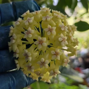 Hoya Incrassata Live Plant – Yellow Flower Wax Plant – 7-10