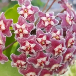 Hoya Pubicalyx Mottled-Silver Live Plant - Wax Plant Tropical Vine 5