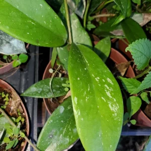 Hoya Pubicalyx Mottled-Silver Live Plant - Wax Plant Tropical Vine 5