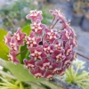 Hoya Pubicalyx Mottled-Silver Live Plant - Wax Plant Tropical Vine 5" Tall - Image 1