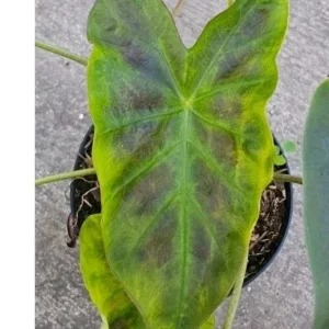 Illustris Colocasia Live Plant - Elephant Ear, 7-10