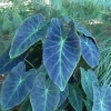 Illustris Colocasia Live Plant - Elephant Ear, 7-10" Tall in 4" Pot, Indoor/Outdoor - Image 1