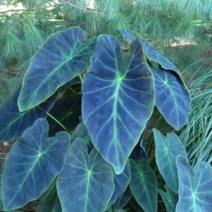 Illustris Colocasia Live Plant - Elephant Ear, 7-10