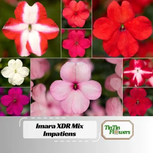 Imara XDR Mix Impatiens Seeds - 20 Count - Colorful Shade Flowers - Image 1