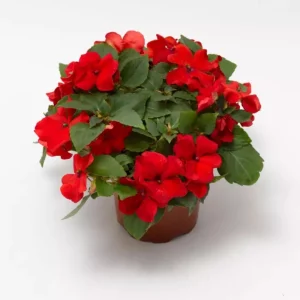 Imara XDR Mix Impatiens Seeds - 20 Count - Colorful Shade Flowers - Image 10