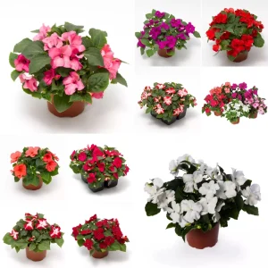 Imara XDR Mix Impatiens Seeds - 20 Count - Colorful Shade Flowers - Image 11