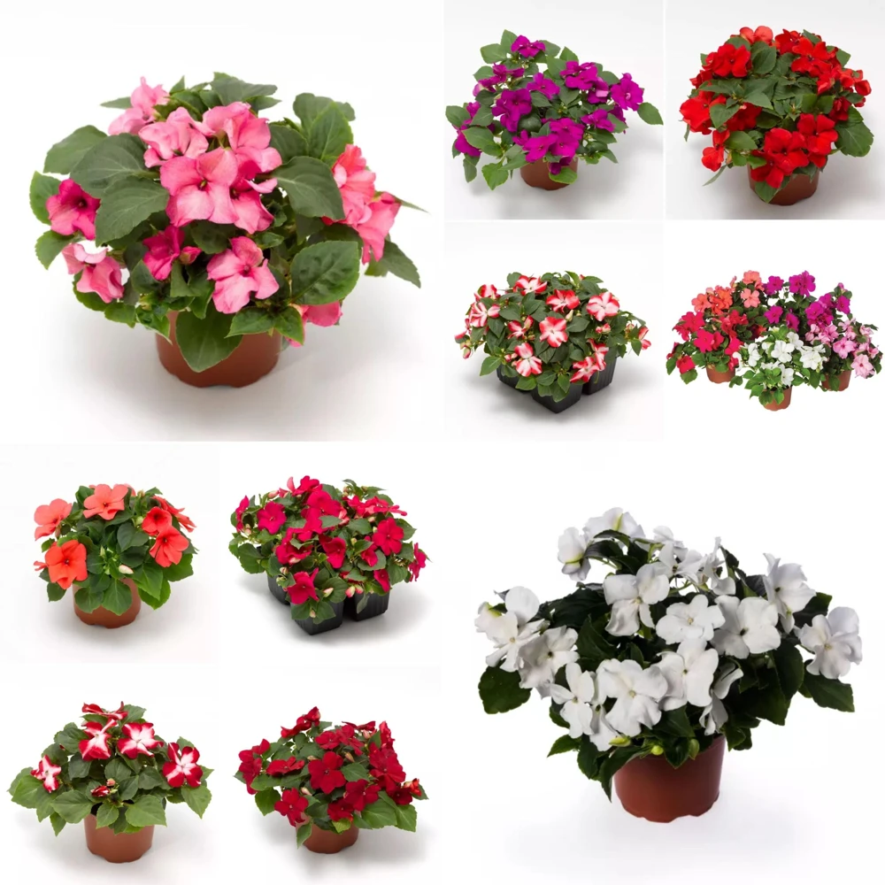 Imara XDR Mix Impatiens Seeds - 20 Count - Colorful Shade Flowers - Image 11