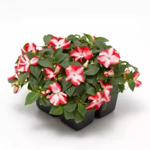 Imara XDR Mix Impatiens Seeds - 20 Count - Colorful Shade Flowers - Image 2