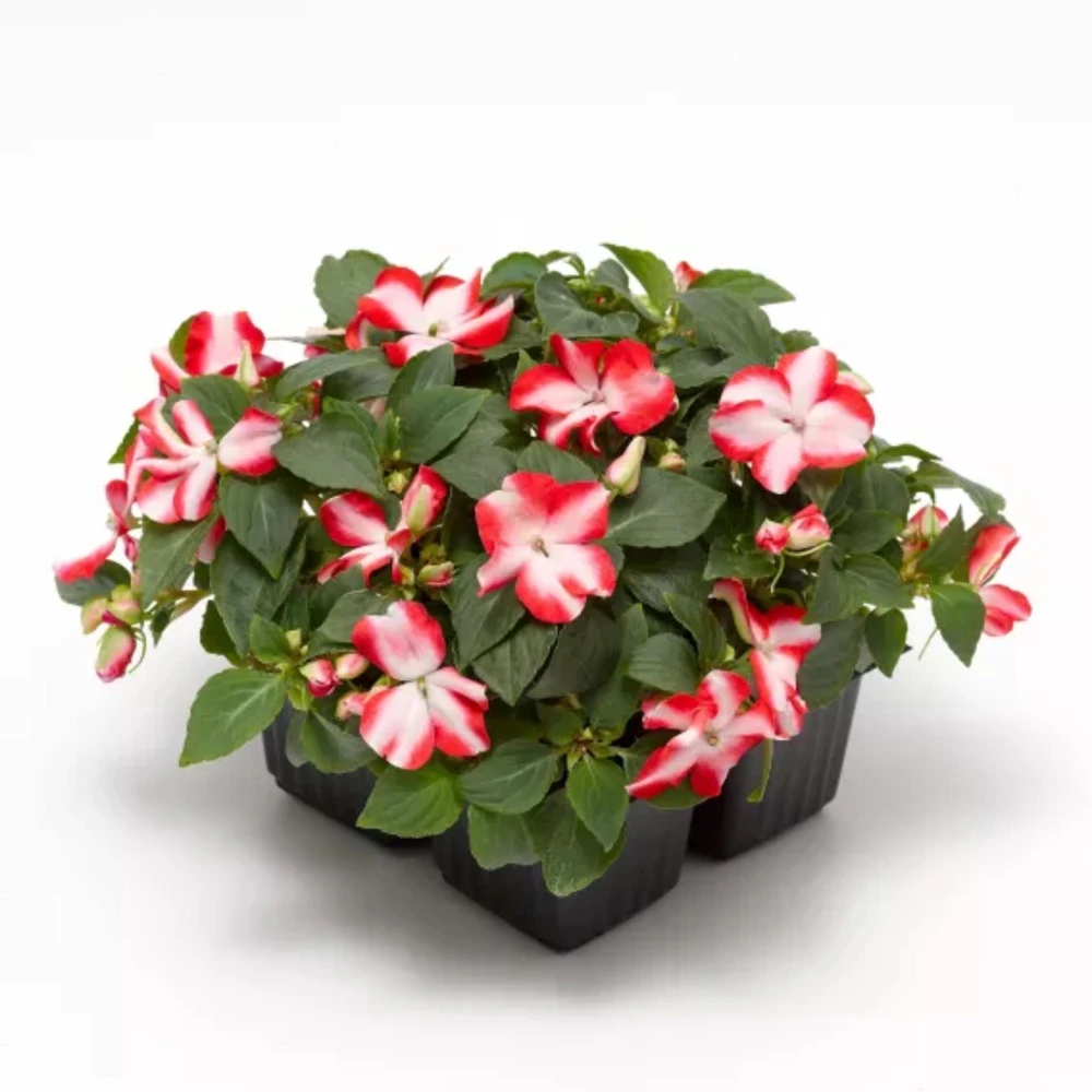 Imara XDR Mix Impatiens Seeds - 20 Count - Colorful Shade Flowers - Image 2