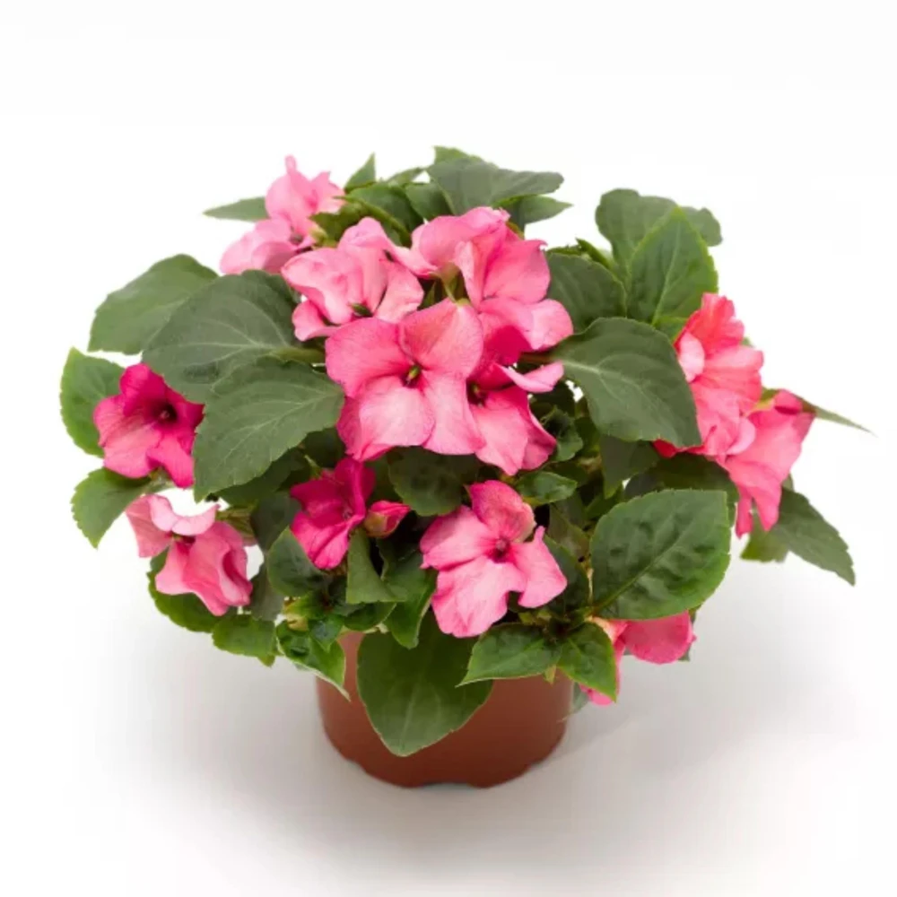 Imara XDR Mix Impatiens Seeds - 20 Count - Colorful Shade Flowers - Image 3