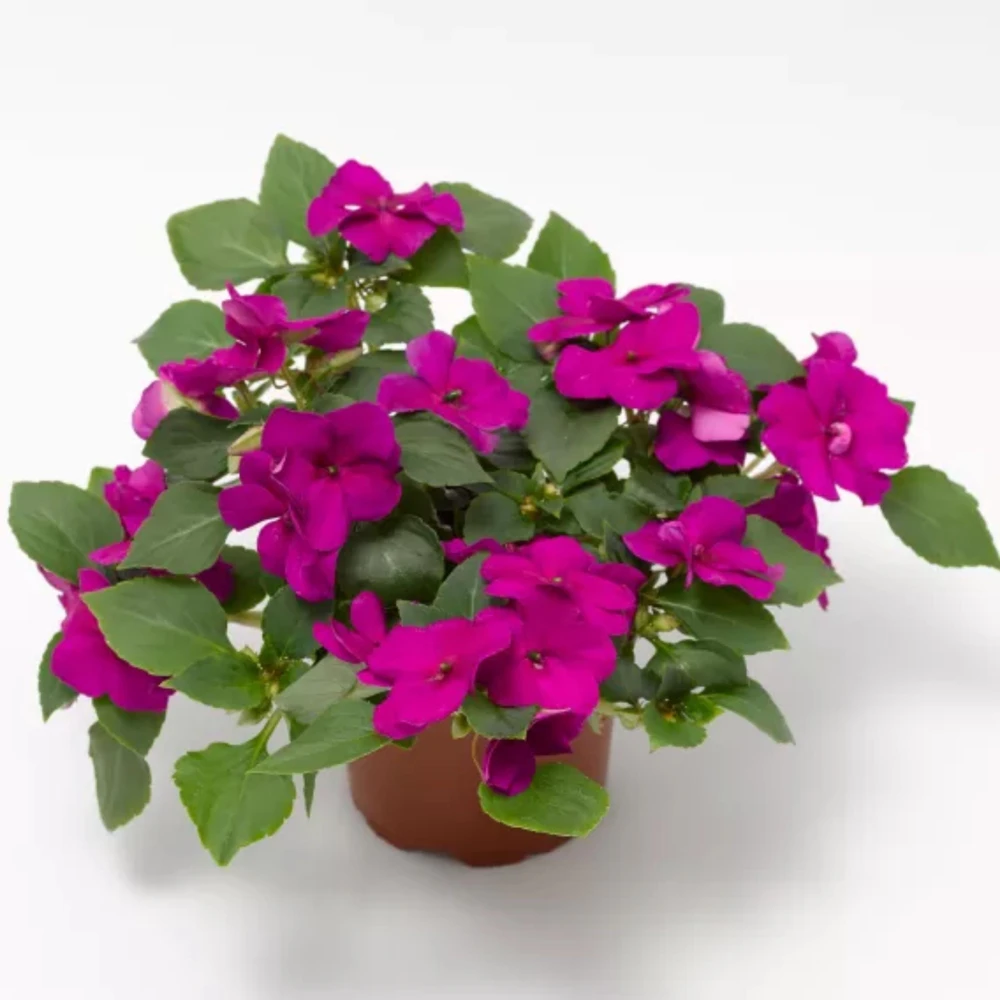 Imara XDR Mix Impatiens Seeds - 20 Count - Colorful Shade Flowers - Image 4