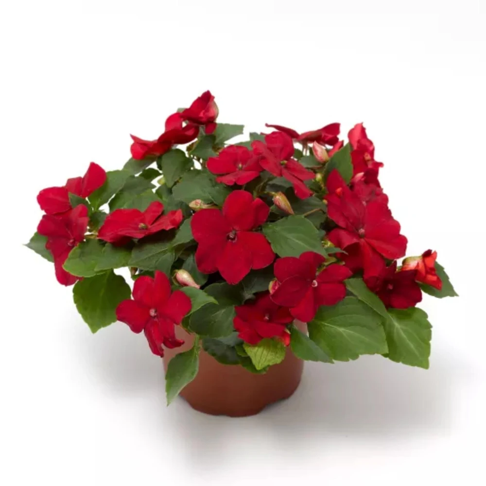 Imara XDR Mix Impatiens Seeds - 20 Count - Colorful Shade Flowers - Image 5