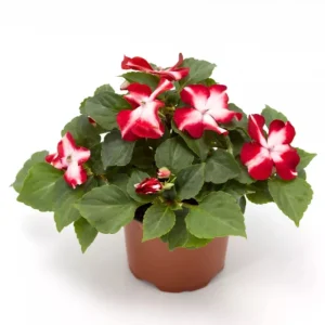 Imara XDR Mix Impatiens Seeds - 20 Count - Colorful Shade Flowers - Image 6
