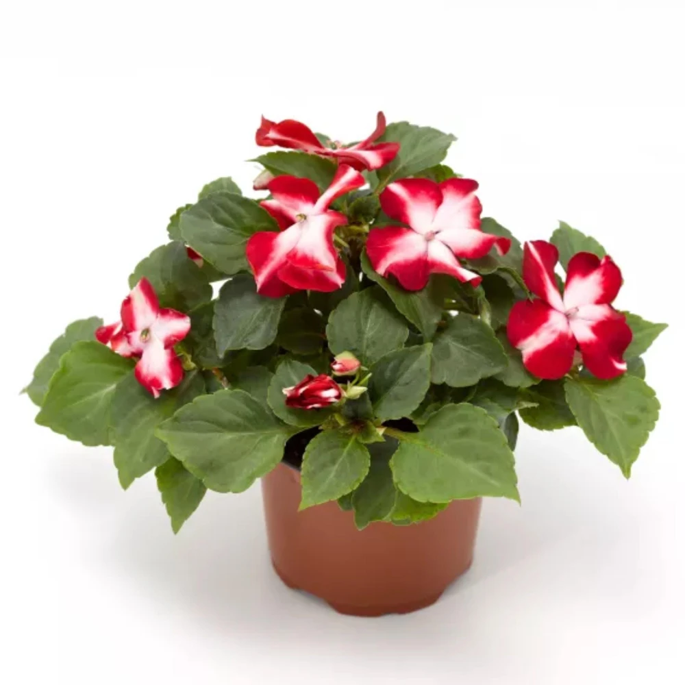 Imara XDR Mix Impatiens Seeds - 20 Count - Colorful Shade Flowers - Image 6