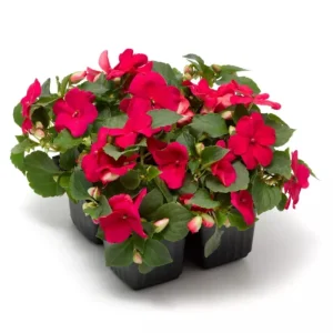 Imara XDR Mix Impatiens Seeds - 20 Count - Colorful Shade Flowers - Image 7